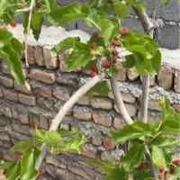 زمین چهار دیواری شهرری