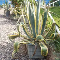 فروش آگاو