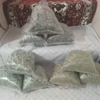 گیاهان دارویی کاکوتی گل چای یارپوز
