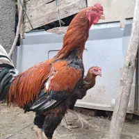 خروس لاری سالم