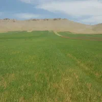5-کتار-زمین-دیم-ماهیدشت