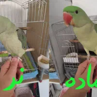 شاه طوطی جفت