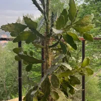 کاکتوس اپونتیا کاغذی