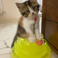 واگذاری بچه گربه