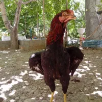 خروس اصیل لاری