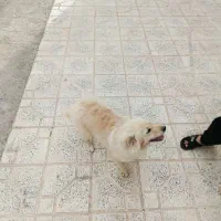 سگ پا کوتاه