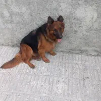 سگ ژرمن