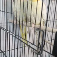 عروس هلندی معاوضه با قناری خوب