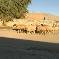 میش داشتی جوان