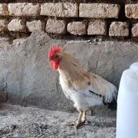 خروس زیبا