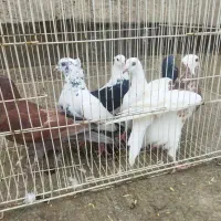 کبوتر