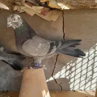 کبوتر نر پر