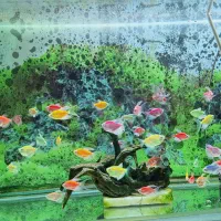 ماهی کالرفیش