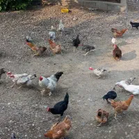 جوجه مرغ و خروس