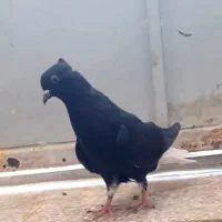کبوتر  ماده  دم سفید