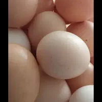 تخم مرغ نطفه دار