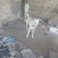 بان ظالم وتولها