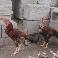 بوقلمون  اردک مرغ