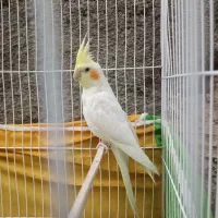 جوجه عروس هلندی چشم شرابی ۱تومان