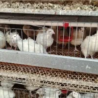 بلدرچین بالغ یکجا فروشی