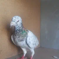 سار هفت رنگ عطیقه