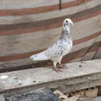 کبوتر سار