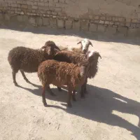 بره نر و ماده