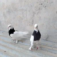 طوقی جوجه