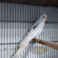 ماده دوکت پروانه ای البینو  مهر
