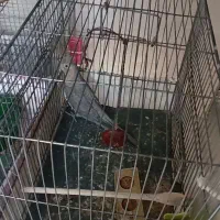 عروس هلندی ماده