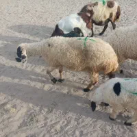 میش بره شیر مست ویک شیشک قوچ
