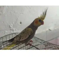 عروس هلندی معاوضه
