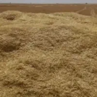 20 کپه کاه گندم