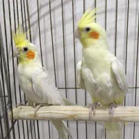 عروس هلندی خوشگل نقدی/چکی