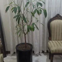گیاه آمستل