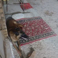 بلژین مالینویز اصیل