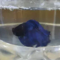 فروش انواع نژاد ماهی فایتر