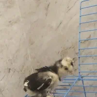 جوجه سلطان