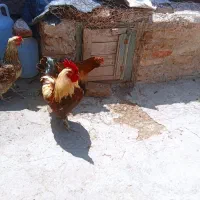 یک عدد خروس