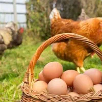 ۲۵عددمرغ خروس محلی چند تاشون چابهاریه