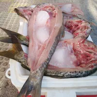 ماهی تازه تنگه کافری