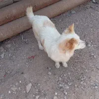 سگ پامر