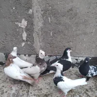 اسباب بازی طرح کبوتر