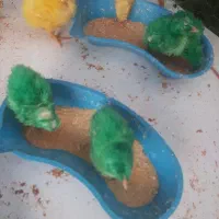 جوجه رنگی دو روزه