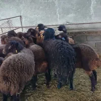 فروش بره همو زیگوت