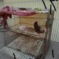 مرغ با قفس