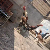تخم لاری نطفه دار