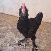 خوراکی