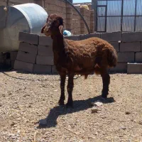 بره نر همو ۶ ماهه