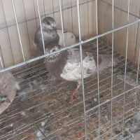 ی جفت جوجه کله دمبی